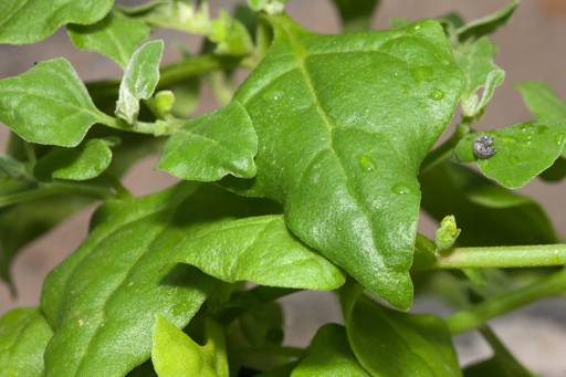 New Zealand Spinach growing in Milarri Garden