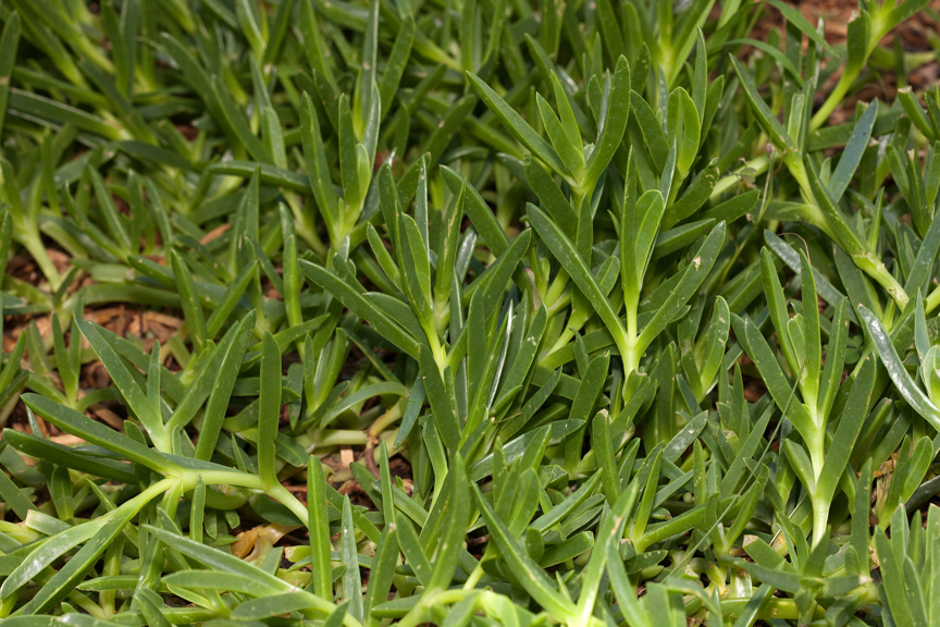 Pigface (Carpobrotus rossi) growing in Milarri Garden