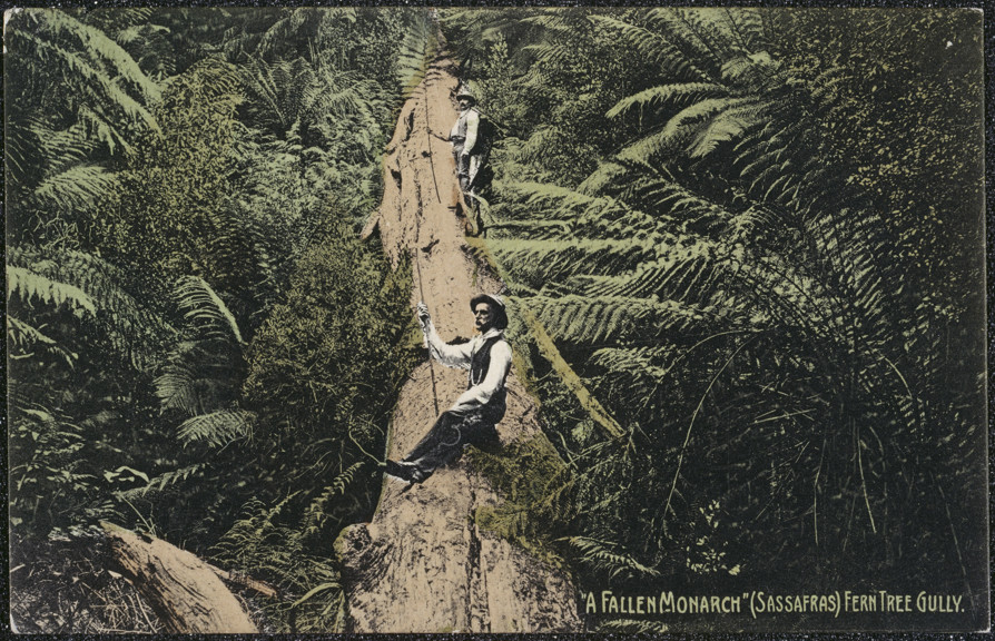 Postcard of man sitting on large fallen tree