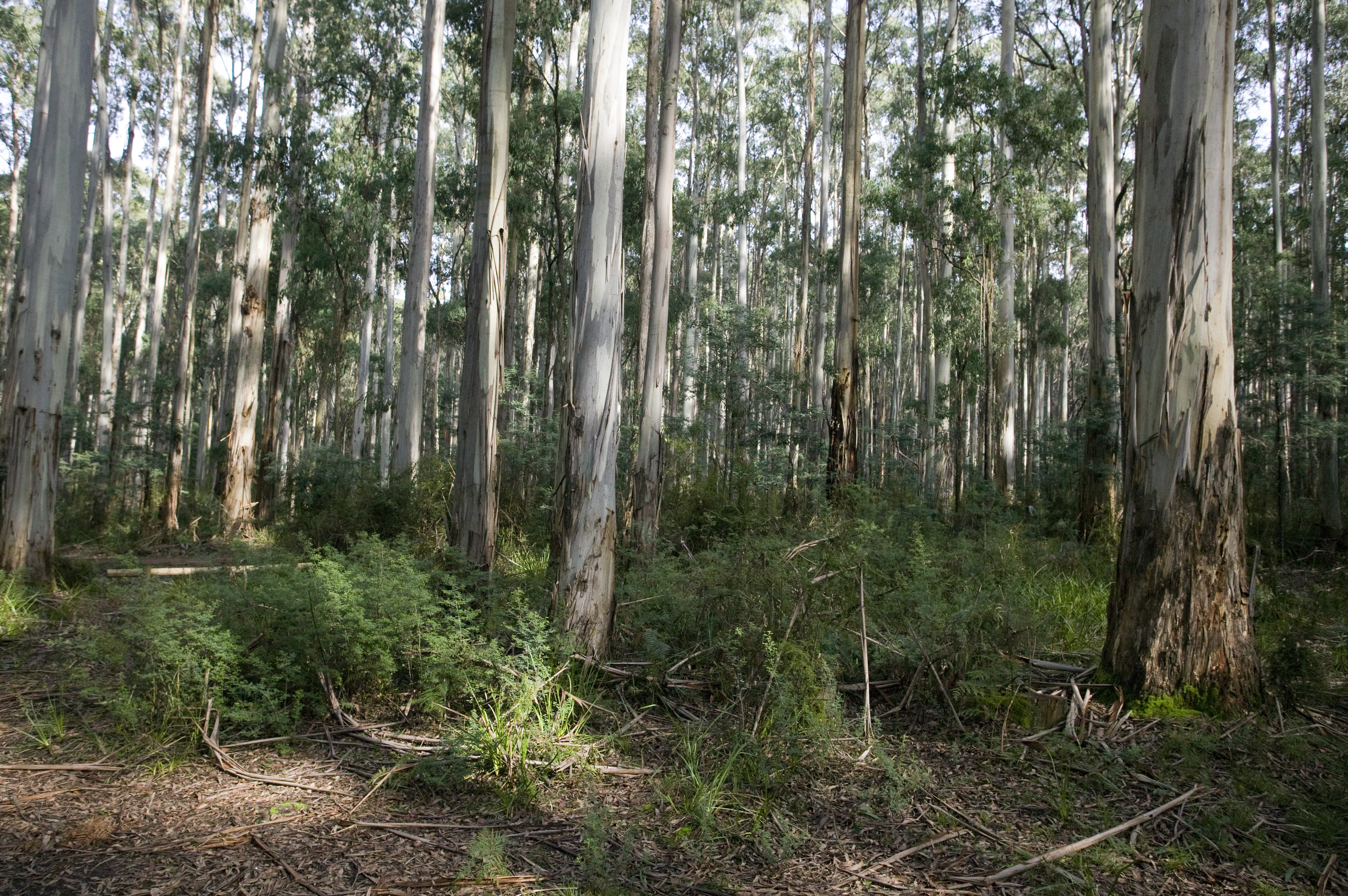 Trees in Toolangi State Forest