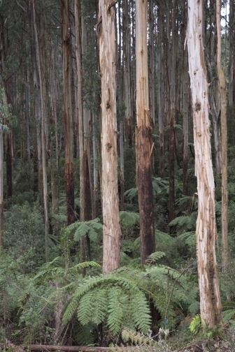 Mountain Ash (Eucalyptus regnans) trees 