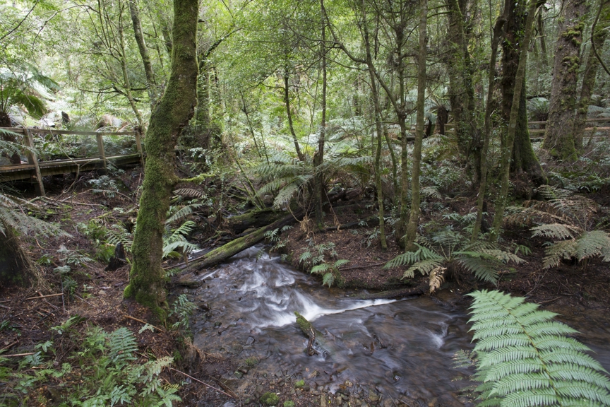 Creek and boardwalk  in Wirrawilla rainforest