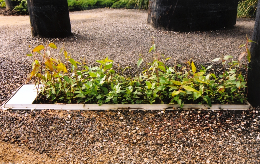 Seedling tray in the Forest Gallery