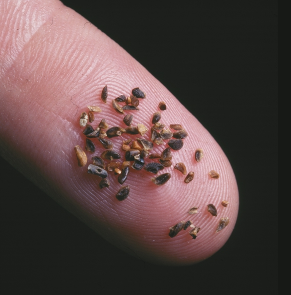 Eucalyptus regnans, Mountain Ash, seeds on a finger