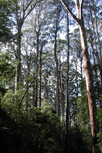 Eucalyptus regnans, Mountain Ash (spar stage), view in forest