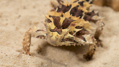Close up shot of a Thorny Devil on sand