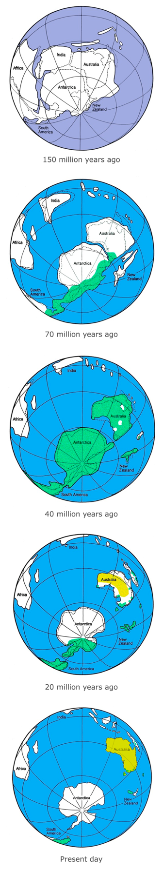 Illustration of Gondwana 150 million years ago to present day.