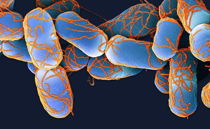 Gut Feelings: Your Mind, Your Microbes