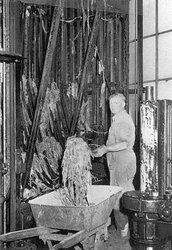 Straining well attendant clearing rags from straining cage into a wheelbarrow in North Straining House, Spotswood Pumping Station, circa 1954.