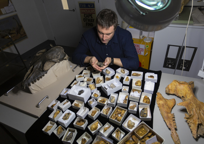 Dr Erich Fitzgerald, Senior Curator of Palaeontology at Museums Victoria, in the lab. Pictures with some of the many whale earbones (bullae) used in the study. 