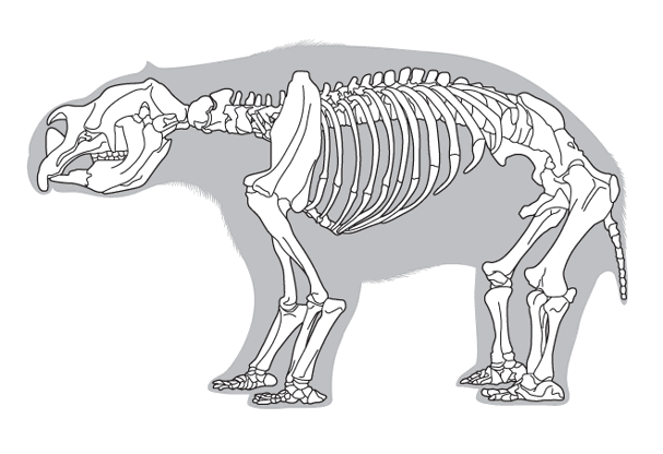 Line drawing of a megafauna skeleton