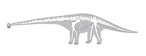 Line drawing of a dinosaur skeleton