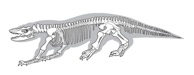 Line drawing of a megafauna skeleton