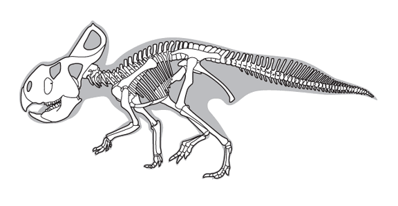Line drawing of a dinosaur skeleton
