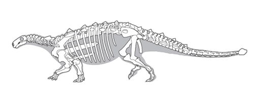 Line drawing of a dinosaur skeleton