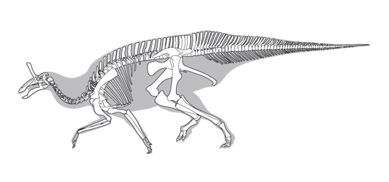 Line drawing of a dinosaur skeleton