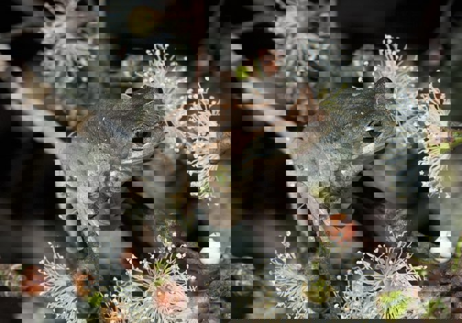 Small brown frog on a branch of a flowering gum