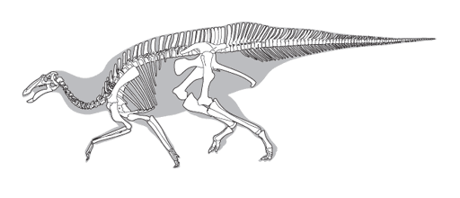 Line drawing of a dinosaur skeleton