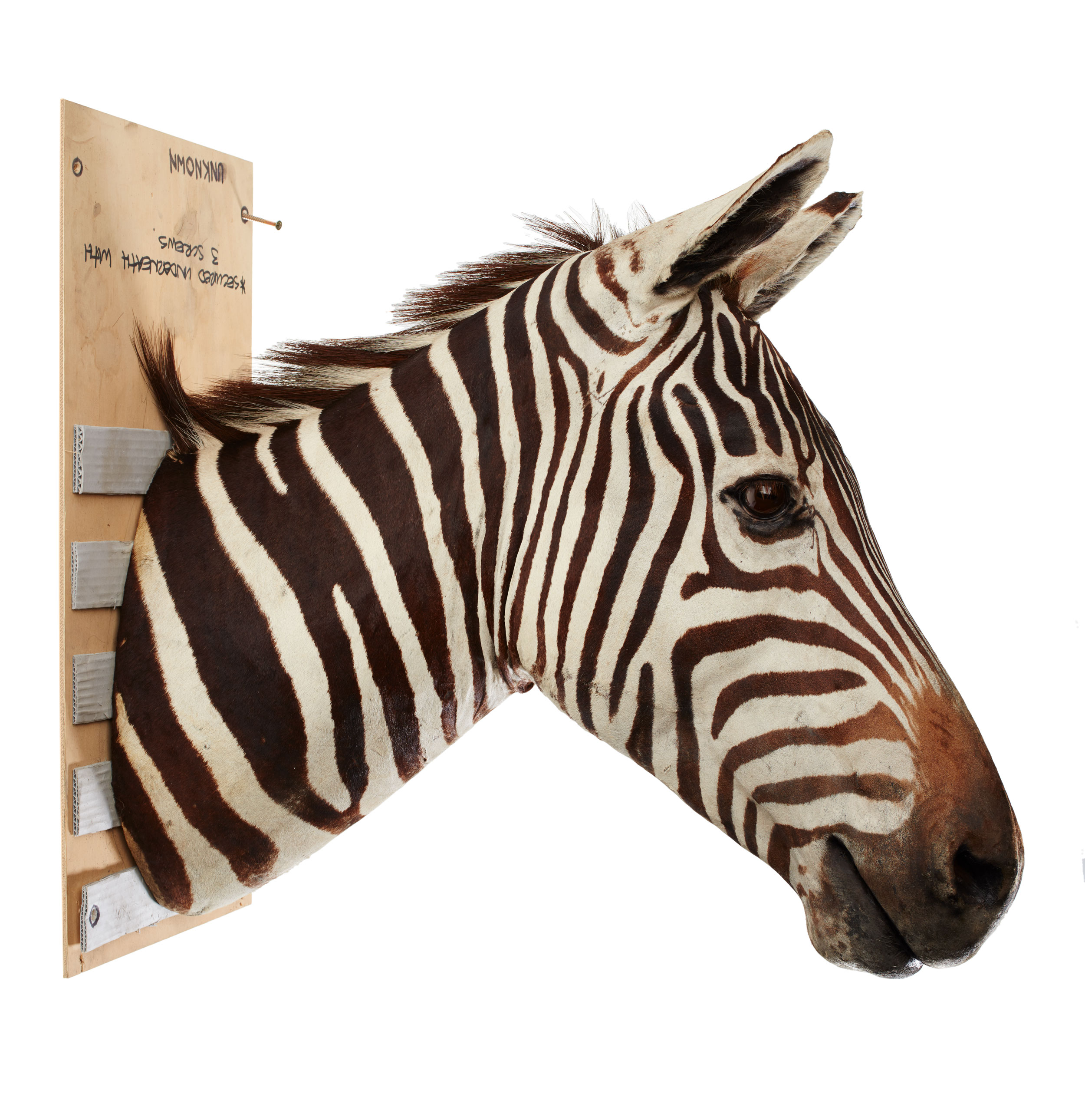 A zebra's head mounted to a ply backing board