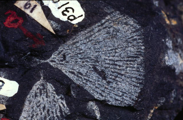 A fan-shaped fossil on a black rock