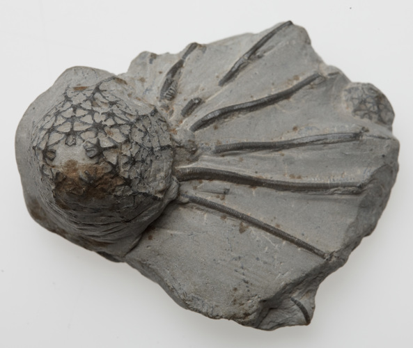 Grey rock with a bulb shape protruding at one end