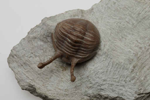 Fossil of a trilobite. The fossil is brown and the rock it has been extracted from is greyish