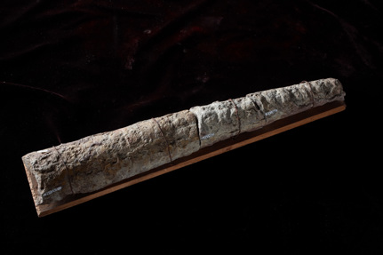 Fossil of the nautiloid cephalopod, Endoceras wahlenbergi