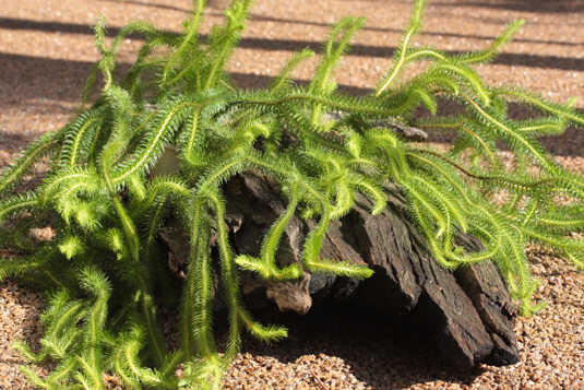 Rock Tassel-fern, Huperzia squarrosa