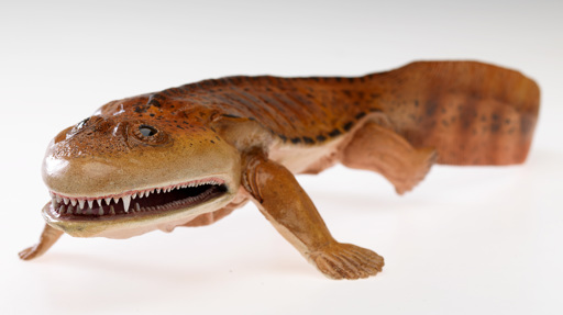 Model of Acanthostega gunnari, a tetrapod from the Devonian period