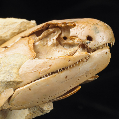 Fossil of Gogonasus andrewsae - a lobe-finned fish from Gogo