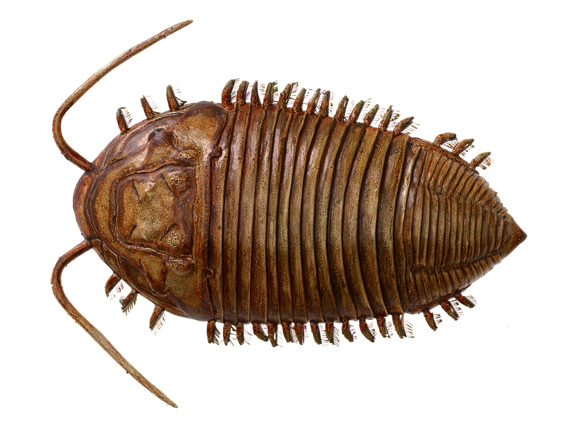Model of the trilobite, Dipleura lilydalensis