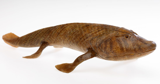 Model of Tiktaalik, an extinct fish from the Devonian period