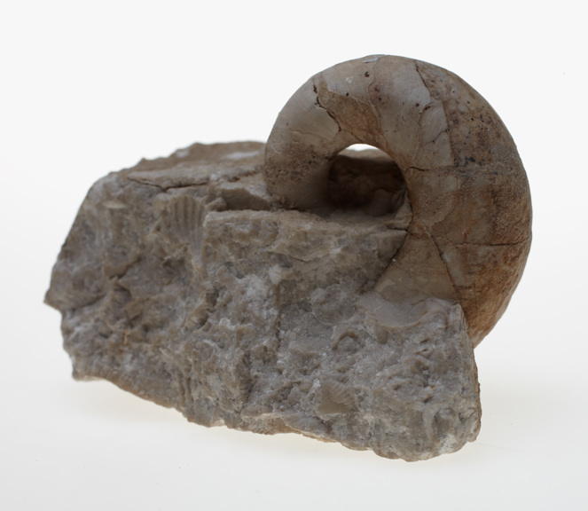 Ptenoceras alatum specimen from Devonian period unearthed in the Czech Republic