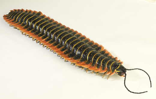 Arthropleura model, a giant millipede from the Carboniferous period