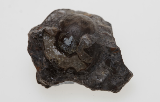 Goniatites crenistria specimen: a cephalopod with a distinctive round, coiled shell