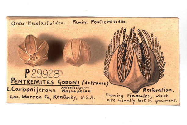 Illustration of Pentremites godoni, an extinct blastoid (a type of marine animal) from the early Carboniferous period