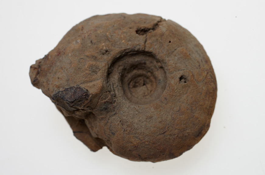 Paralegoceras jacksoni specimen from the Permian period found in Western Australia