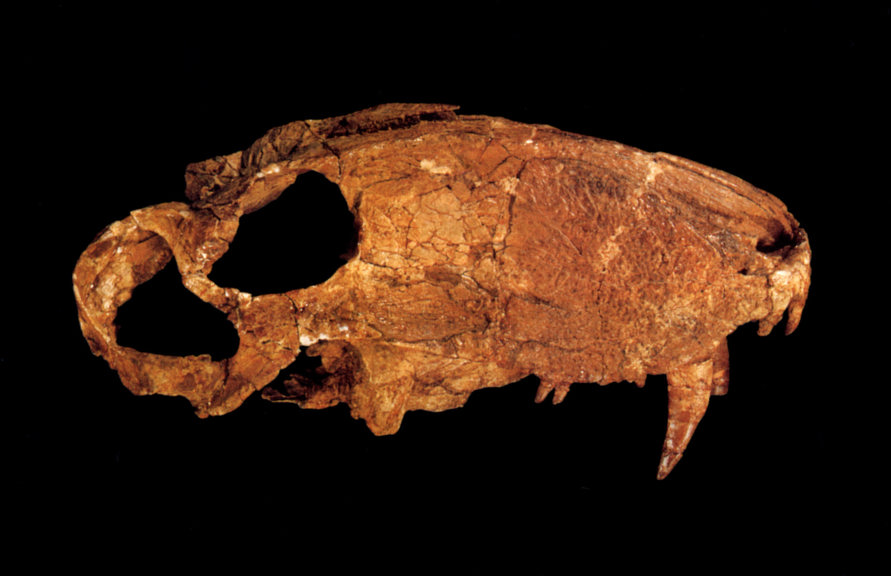 Cast of Eotitanosuchus olsoni, a large, mammal-like reptile existing in the Permian period, approximately 255 million years ago