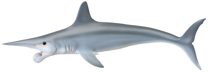 Model of Helicoprion ferrieri, an extinct shark-like fish from the Permian period