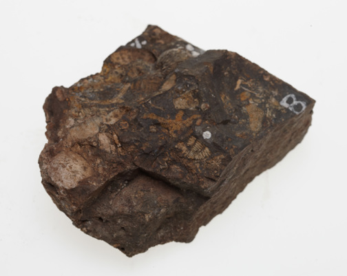 Proetid trilobite specimen from the Permian period