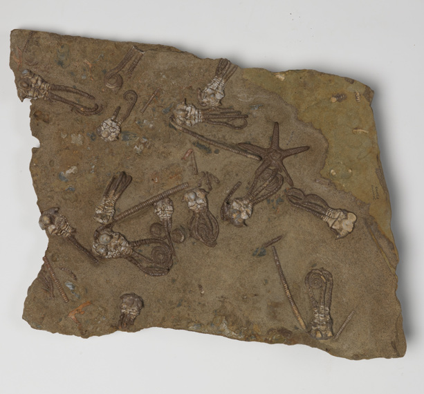 Jimbacrinus bostocki (crinoid) fossil from Cundlego Formation in Western Australia