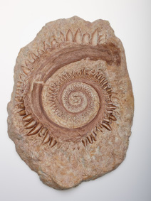 Fossil of Helicoprion ferrieri, an extinct shark-like fish from the Permian period