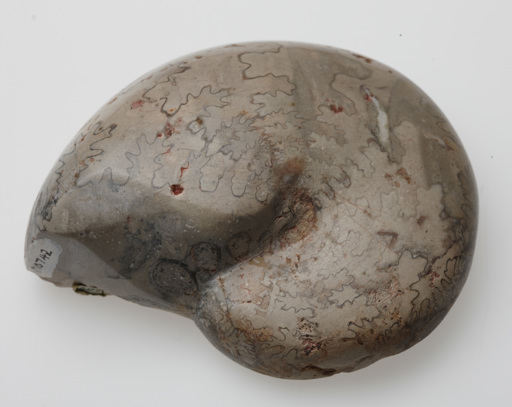 Cladiscites tornatus fossil from the Late Triassic period