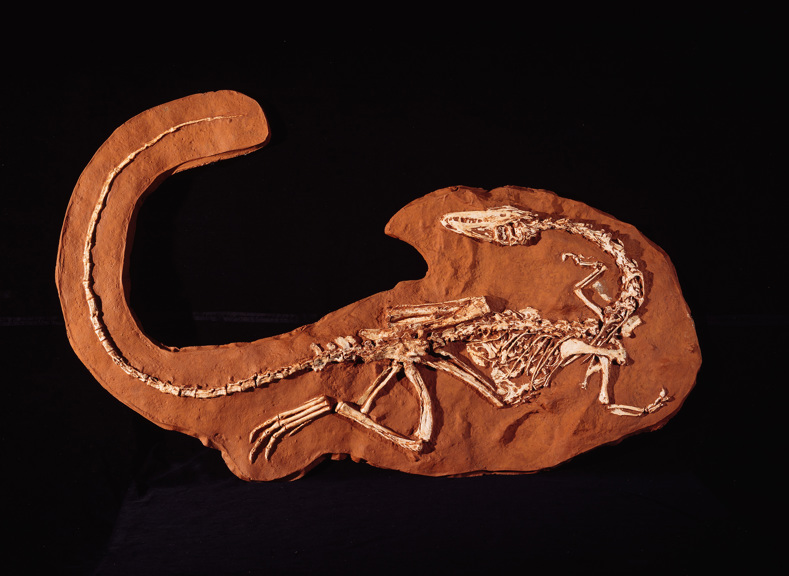 Coelophysis fossil skeleton cast