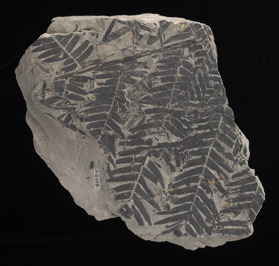 Cladophlebis australis found at Cape Paterson, Inverloch, Victoria, Australia