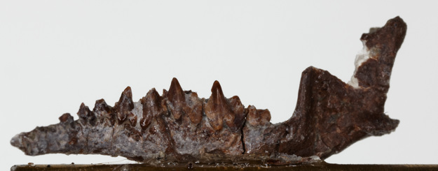 Fossil of Bishops found at Flat Rocks site, near The Caves, Inverloch