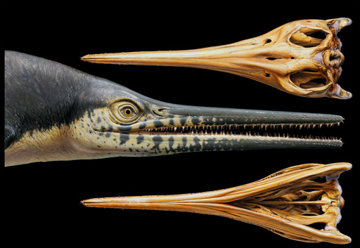 Reconstruction of Platypterygius australis, an ichthyosaur from the Cretaceous period with cartilage muscle overlay showing developmental process of drawings