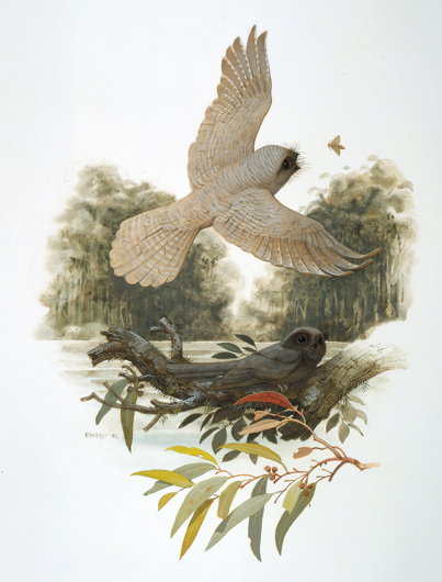 Illustration of Quipollornis koniberi, owlet-nightjar