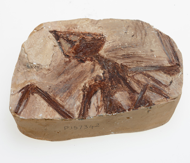 Cast of Quipollornis koniberi from the Cainozoic era