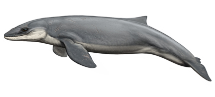 Illustration of Janjucetus hunderi: an extinct whale